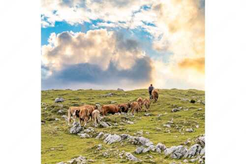 Hirte mit Jungvieh auf der Kuhalm im Estergebirge - Umidreim - Seitenverhältnis 1:1 - Hirte mit Kälbern auf der Alm - weitere Infos unter https://www.kriner-weiermann.de