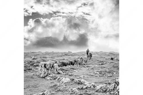 Hirte mit Jungvieh auf der Kuhalm im Estergebirge - Umidreim - Seitenverhältnis 1:1 - Hirte mit Kälbern auf der Alm - weitere Infos unter https://www.kriner-weiermann.de