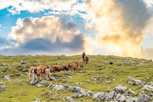 Hirte mit Jungvieh auf der Kuhalm im Estergebirge - Umidreim - Seitenverhältnis 3:2 - Hirte mit Kälbern auf der Alm - weitere Infos unter https://www.kriner-weiermann.de