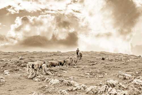 Hirte mit Jungvieh auf der Kuhalm im Estergebirge - Umidreim - Seitenverhältnis 3:2 - Hirte mit Kälbern auf der Alm - weitere Infos unter https://www.kriner-weiermann.de