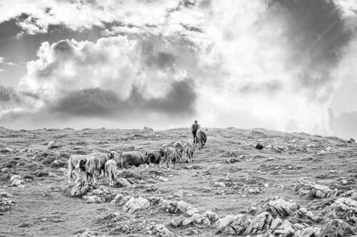 Hirte mit Jungvieh auf der Kuhalm im Estergebirge - Umidreim - Seitenverhältnis 3:2 - Hirte mit Kälbern auf der Alm - weitere Infos unter https://www.kriner-weiermann.de