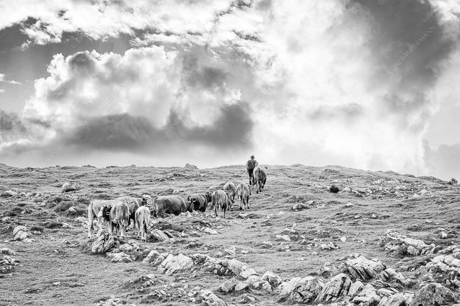 Umidreim – Seitenverhältnis 3:2 — Hirte mit Kälbern auf der Alm Hirte mit Jungvieh auf der Kuhalm im Estergebirge