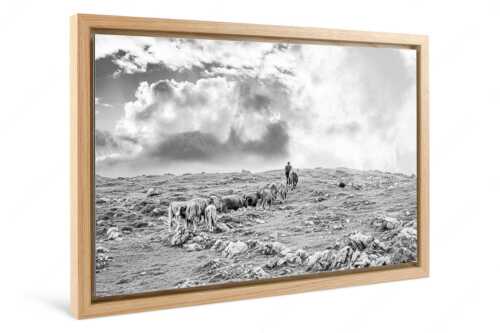 Hirte mit Jungvieh auf der Kuhalm im Estergebirge - Umidreim - Foto im Schattenfugen-Rahmen - Hirte mit Kälbern auf der Alm - weitere Infos unter https://www.kriner-weiermann.de