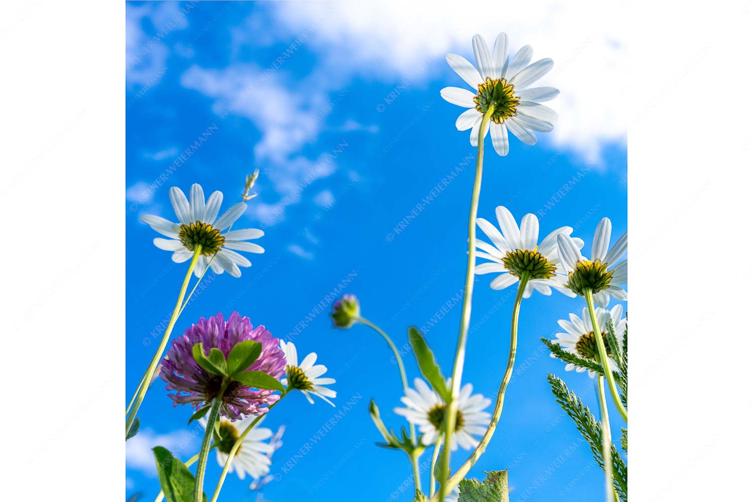 Von unten auch schön – Seitenverhältnis 1:1 — Margariten Blumen Unteransicht einer Blumenwiese mit Margariten