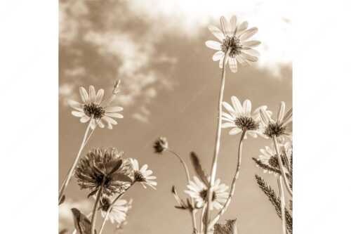 Unteransicht einer Blumenwiese mit Margariten - Von unten auch schön - Seitenverhältnis 1:1 - Margariten Blumen - weitere Infos unter https://www.kriner-weiermann.de