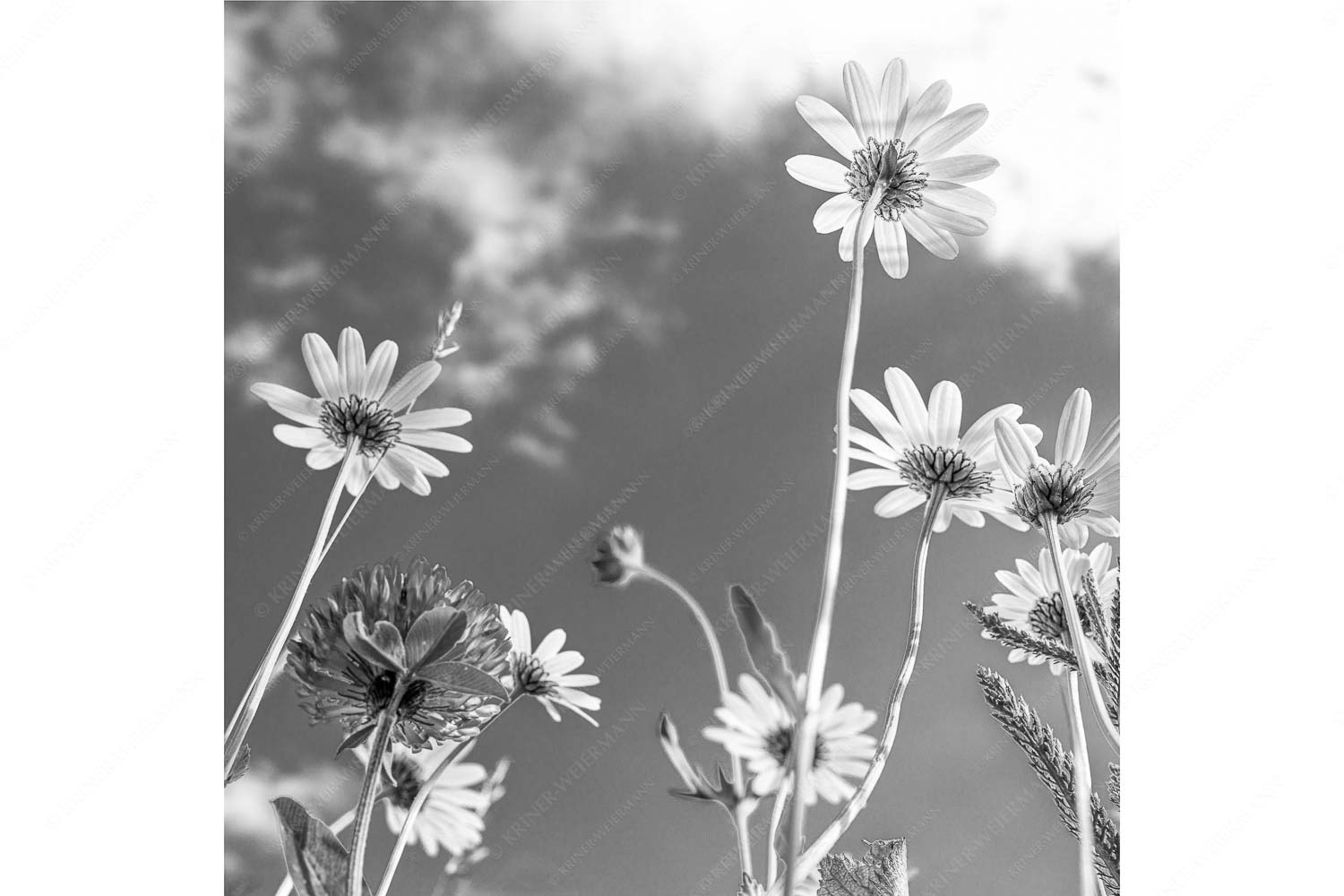 Von unten auch schön – Seitenverhältnis 1:1 — Margariten Blumen Unteransicht einer Blumenwiese mit Margariten