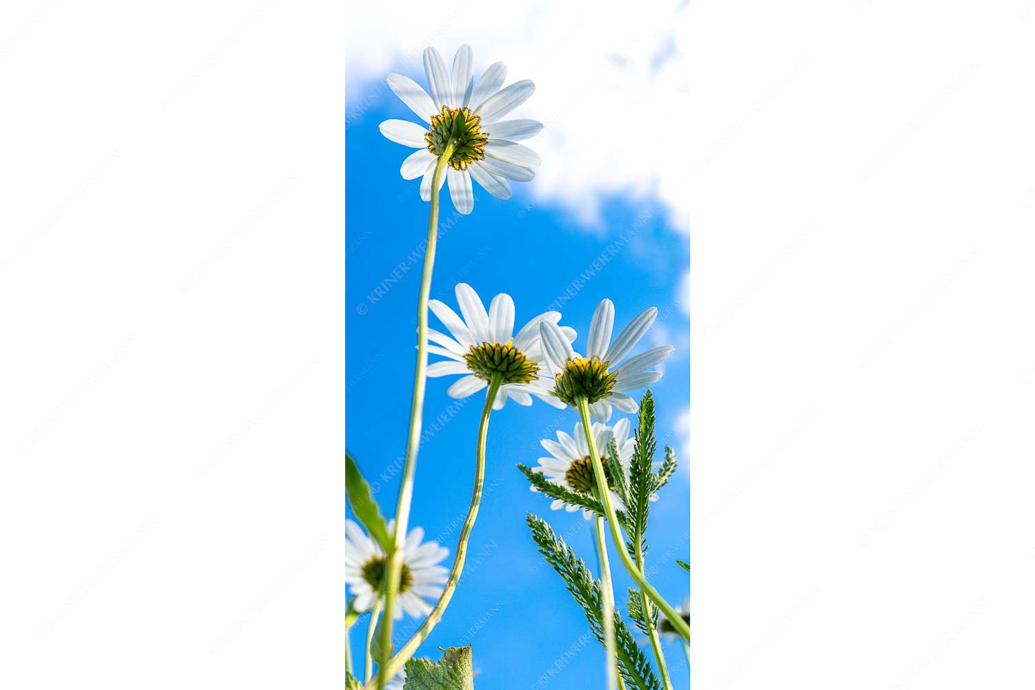 Von unten auch schön – Seitenverhältnis 1:2 — Margariten Blumen Unteransicht einer Blumenwiese mit Margariten