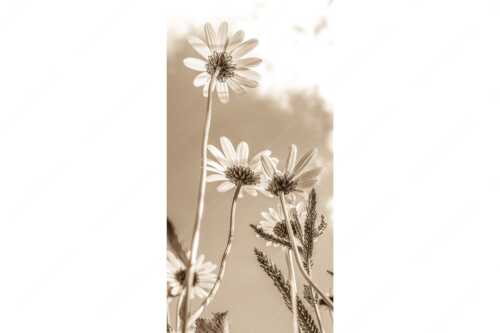 Unteransicht einer Blumenwiese mit Margariten - Von unten auch schön - Seitenverhältnis 1:2 - Margariten Blumen - weitere Infos unter https://www.kriner-weiermann.de