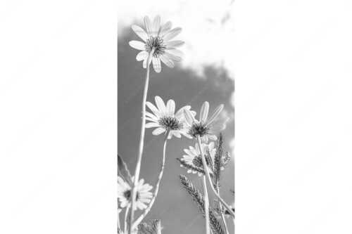 Unteransicht einer Blumenwiese mit Margariten - Von unten auch schön - Seitenverhältnis 1:2 - Margariten Blumen - weitere Infos unter https://www.kriner-weiermann.de
