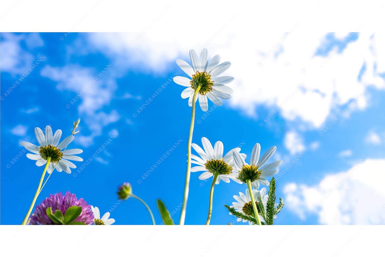 Von unten auch schön – Seitenverhältnis 2:1 — Margariten Blumen Unteransicht einer Blumenwiese mit Margariten