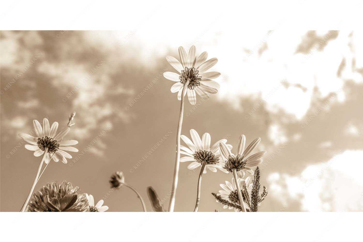 Unteransicht einer Blumenwiese mit Margariten