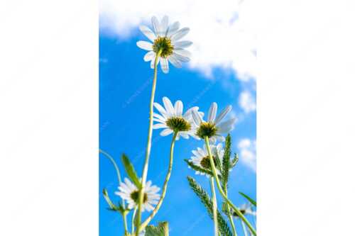 Unteransicht einer Blumenwiese mit Margariten - Von unten auch schön - Seitenverhältnis 2:3 - Margariten Blumen - weitere Infos unter https://www.kriner-weiermann.de