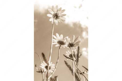 Unteransicht einer Blumenwiese mit Margariten - Von unten auch schön - Seitenverhältnis 2:3 - Margariten Blumen - weitere Infos unter https://www.kriner-weiermann.de