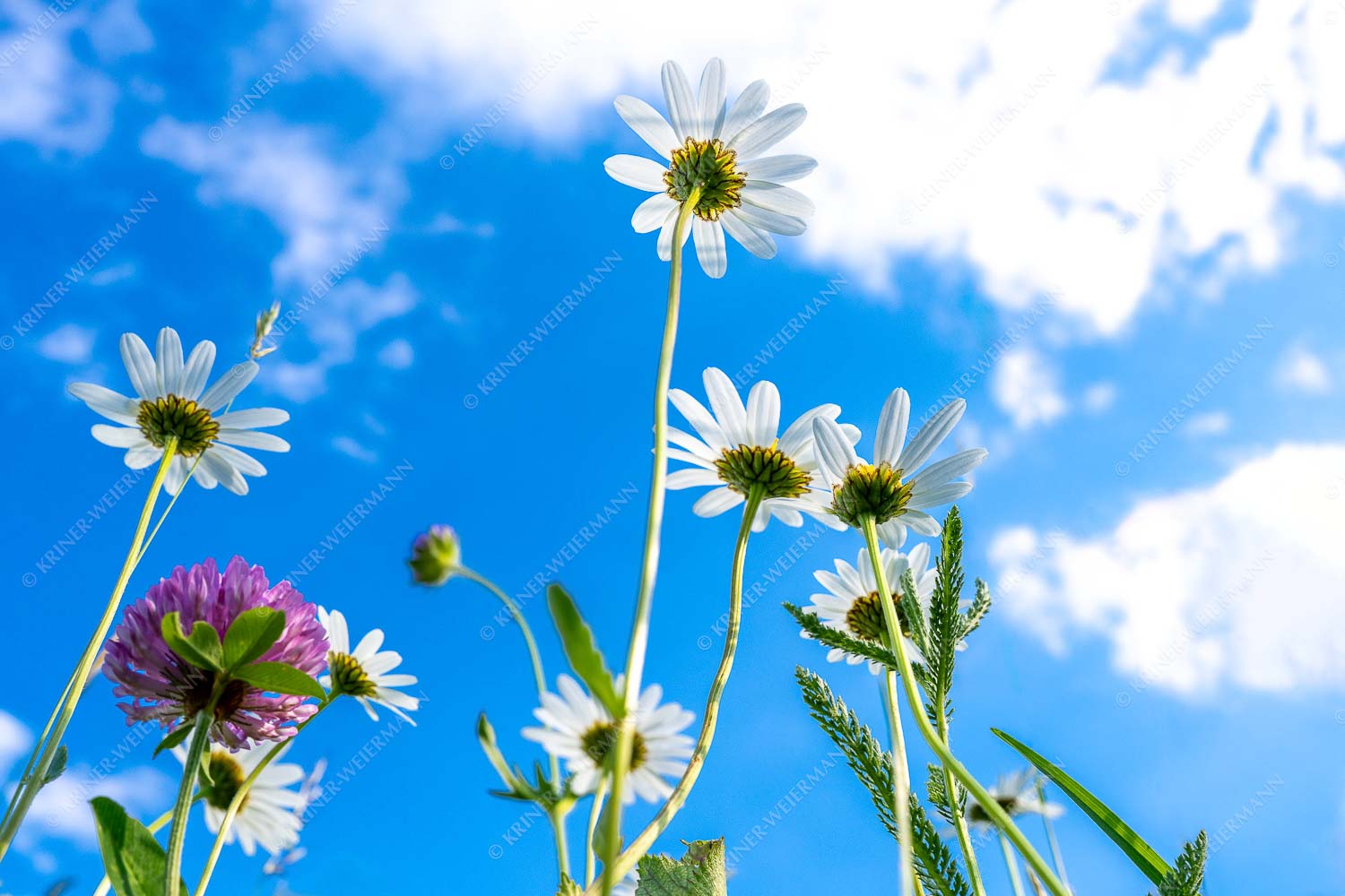 Von unten auch schön – Seitenverhältnis 3:2 — Margariten Blumen Unteransicht einer Blumenwiese mit Margariten