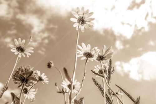 Unteransicht einer Blumenwiese mit Margariten - Von unten auch schön - Seitenverhältnis 3:2 - Margariten Blumen - weitere Infos unter https://www.kriner-weiermann.de