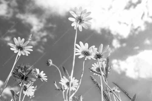 Unteransicht einer Blumenwiese mit Margariten - Von unten auch schön - Seitenverhältnis 3:2 - Margariten Blumen - weitere Infos unter https://www.kriner-weiermann.de
