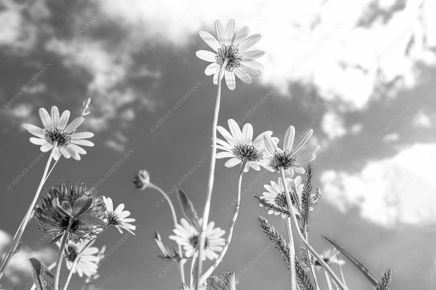 Unteransicht einer Blumenwiese mit Margariten