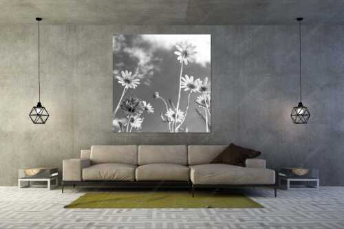 Unteransicht einer Blumenwiese mit Margariten - Von unten auch schön - Größe ca. 160x160cm, Seitenverhältnis 1:1 - Margariten Blumen - weitere Infos unter https://www.kriner-weiermann.de