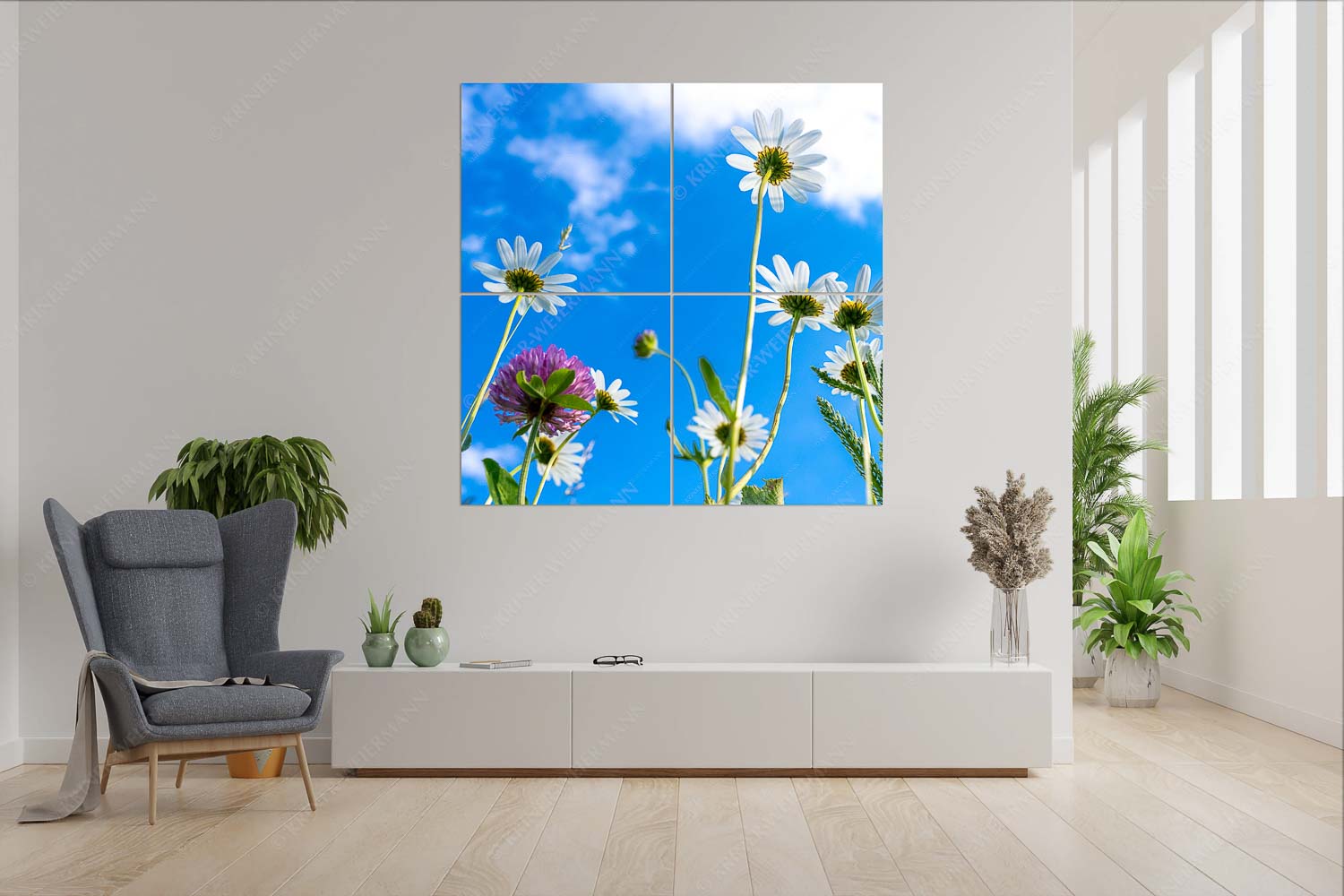 Von unten auch schön – 4er Split, Größe ca. 180x180cm, Seitenverhältnis 1:1 — Margariten Blumen Unteransicht einer Blumenwiese mit Margariten - Von unten auch schön - 4er Split, Größe ca. 180x180cm, Seitenverhältnis 1:1 - Margariten Blumen - weitere Infos unter https://www.kriner-weiermann.de