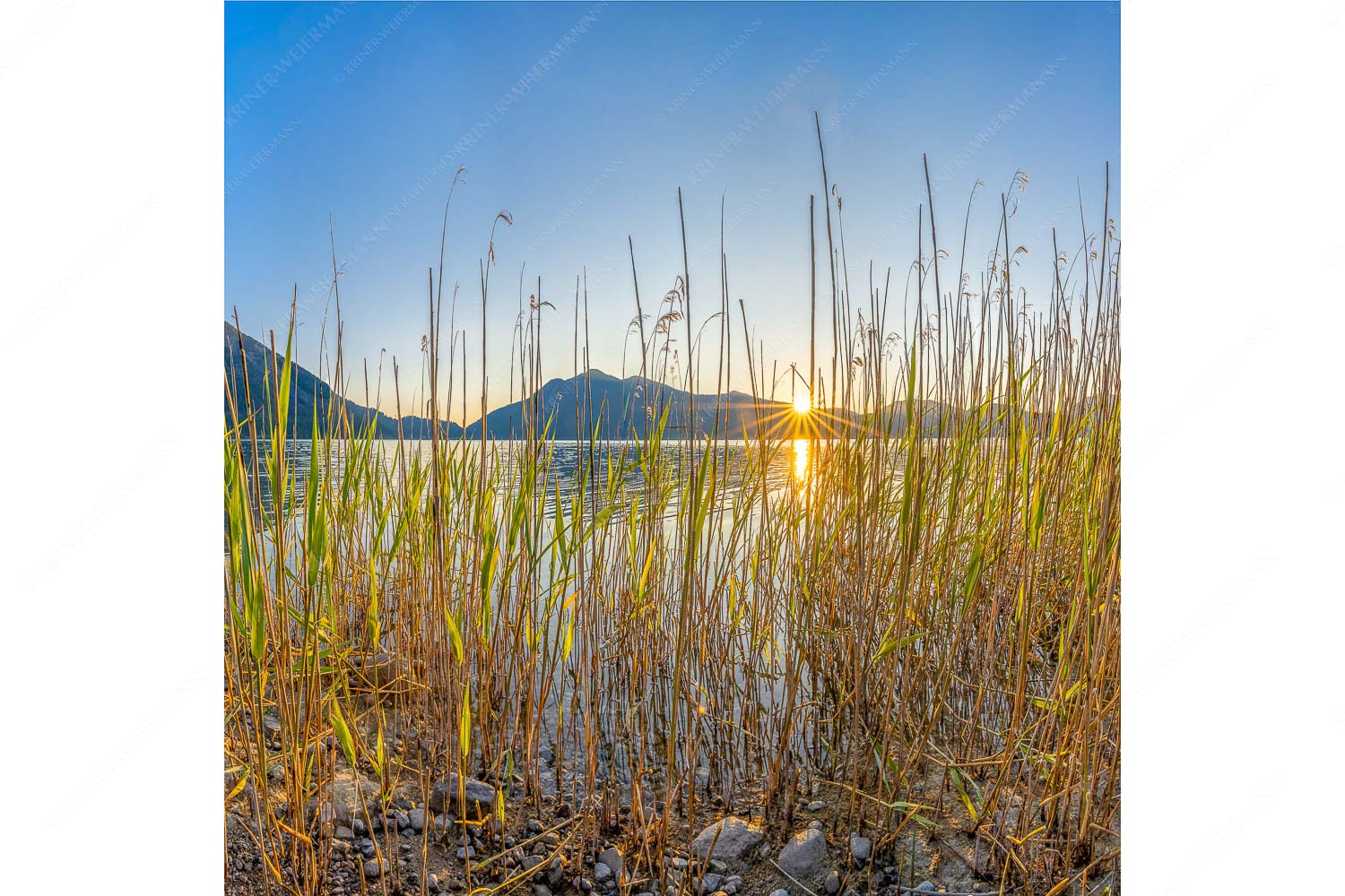 Walchenseeschilf – Seitenverhältnis 1:1 — Walchensee Sonnenaufgang Jochberg Schilfufer am Walchensee mit Sonnenaufgang am Jochberg