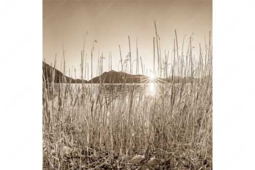 Schilfufer am Walchensee mit Sonnenaufgang am Jochberg - Walchenseeschilf - Seitenverhältnis 1:1 - Walchensee Sonnenaufgang Jochberg - weitere Infos unter https://www.kriner-weiermann.de