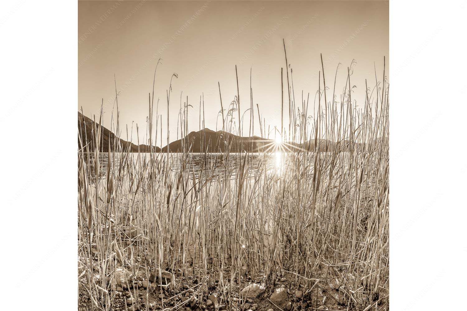 Walchenseeschilf – Seitenverhältnis 1:1 — Walchensee Sonnenaufgang Jochberg Schilfufer am Walchensee mit Sonnenaufgang am Jochberg