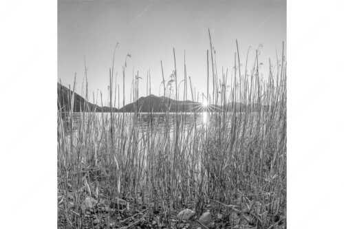 Schilfufer am Walchensee mit Sonnenaufgang am Jochberg - Walchenseeschilf - Seitenverhältnis 1:1 - Walchensee Sonnenaufgang Jochberg - weitere Infos unter https://www.kriner-weiermann.de