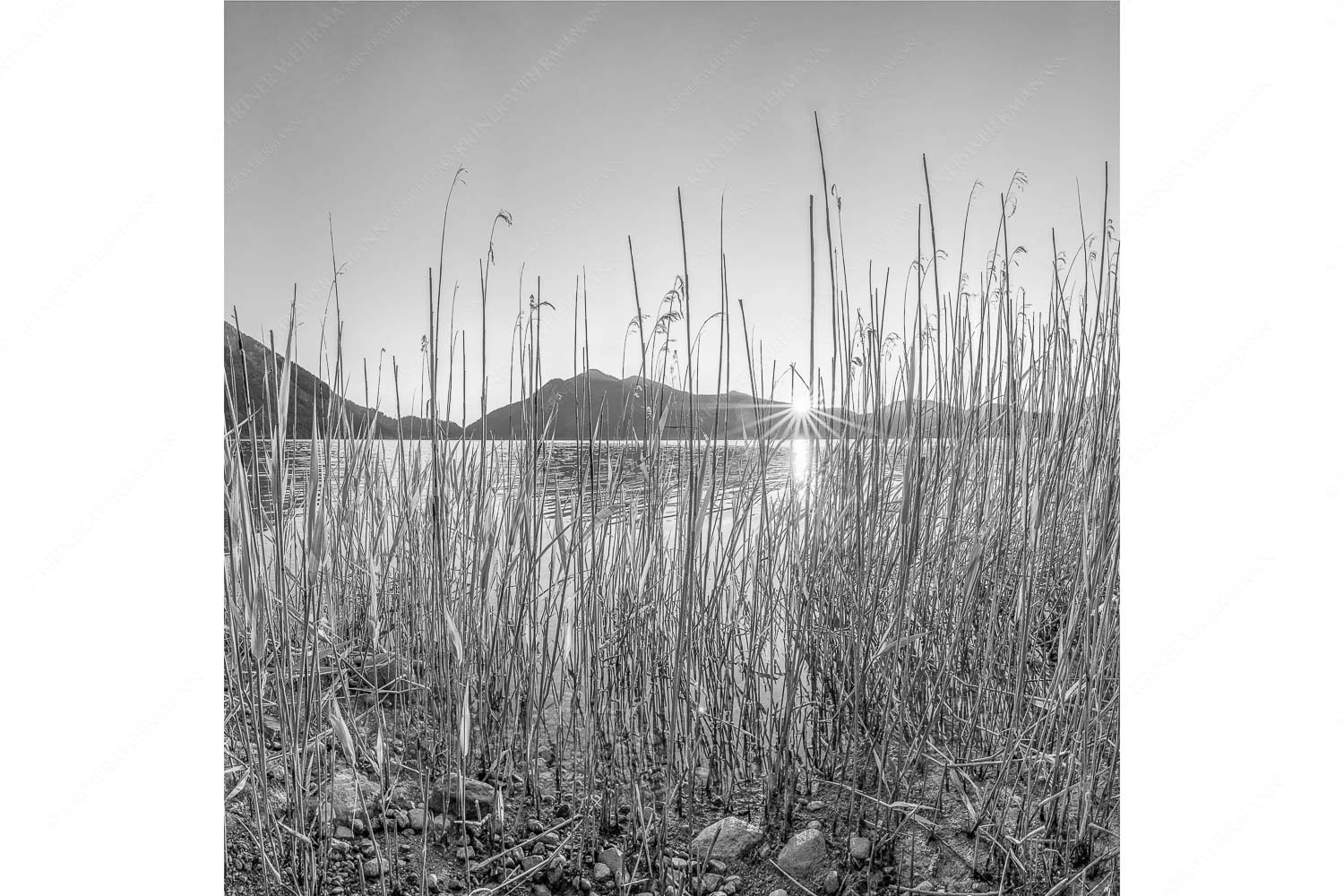 Walchenseeschilf – Seitenverhältnis 1:1 — Walchensee Sonnenaufgang Jochberg Schilfufer am Walchensee mit Sonnenaufgang am Jochberg