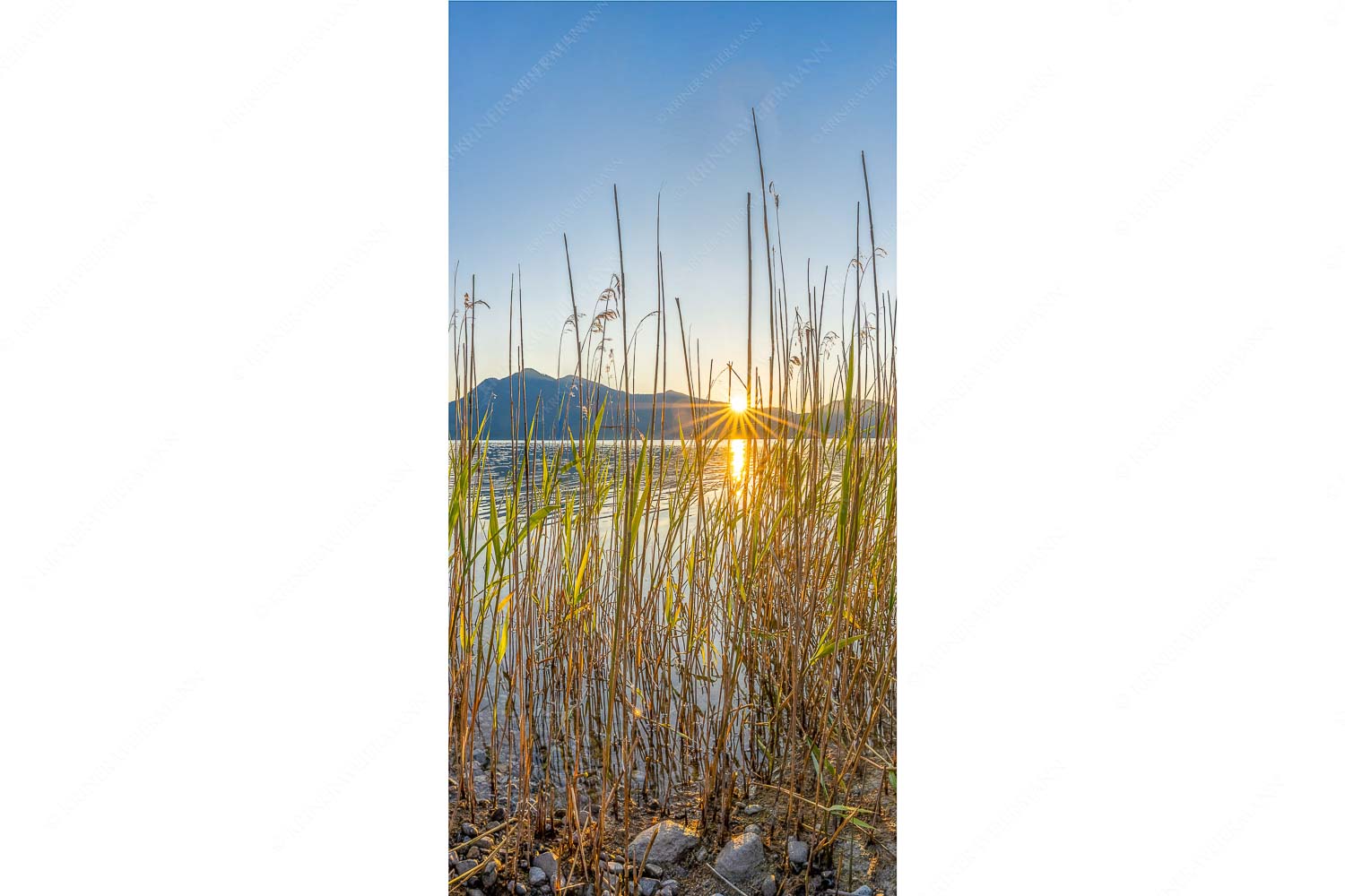 Walchenseeschilf – Seitenverhältnis 1:2 — Walchensee Sonnenaufgang Jochberg Schilfufer am Walchensee mit Sonnenaufgang am Jochberg