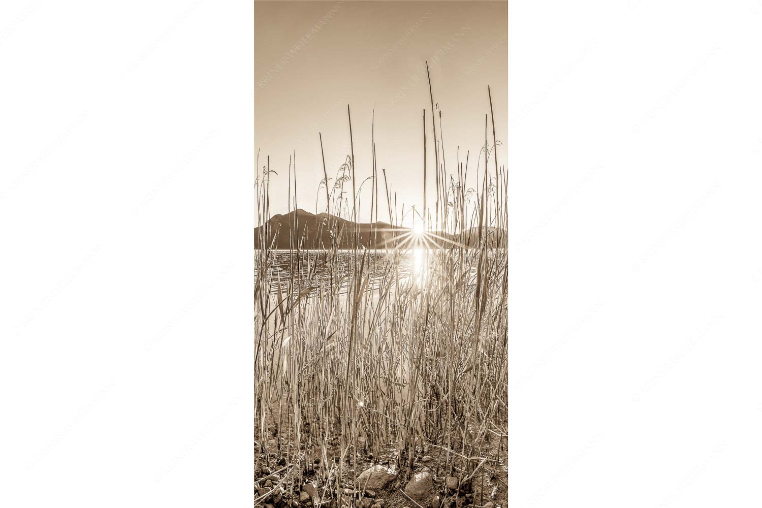 Walchenseeschilf – Seitenverhältnis 1:2 — Walchensee Sonnenaufgang Jochberg Schilfufer am Walchensee mit Sonnenaufgang am Jochberg