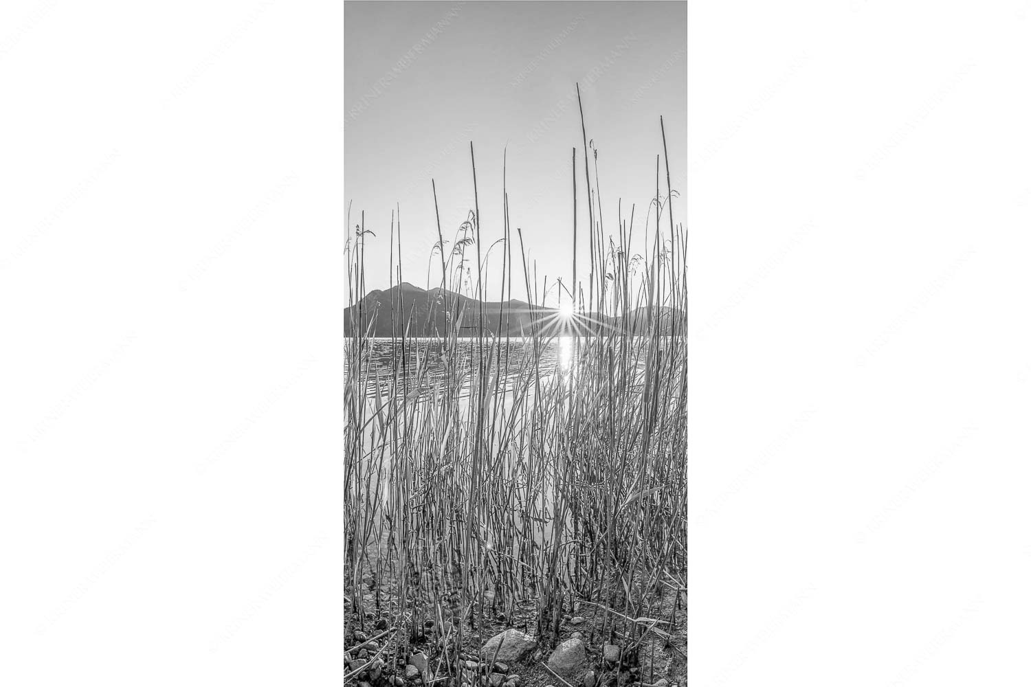 Walchenseeschilf – Seitenverhältnis 1:2 — Walchensee Sonnenaufgang Jochberg Schilfufer am Walchensee mit Sonnenaufgang am Jochberg