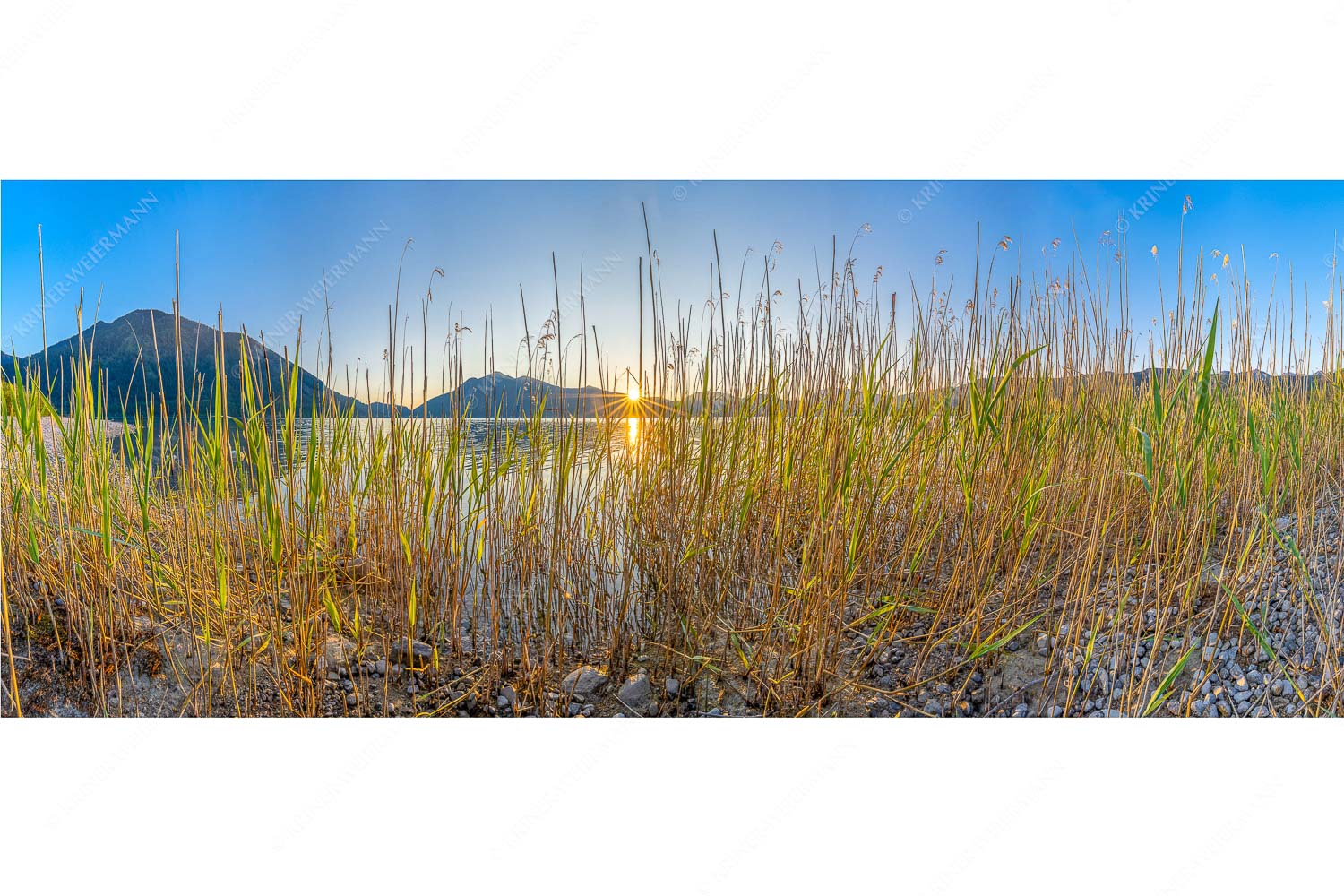 Walchenseeschilf – Seitenverhältnis 2,5:1 — Walchensee Sonnenaufgang Jochberg Schilfufer am Walchensee mit Sonnenaufgang am Jochberg