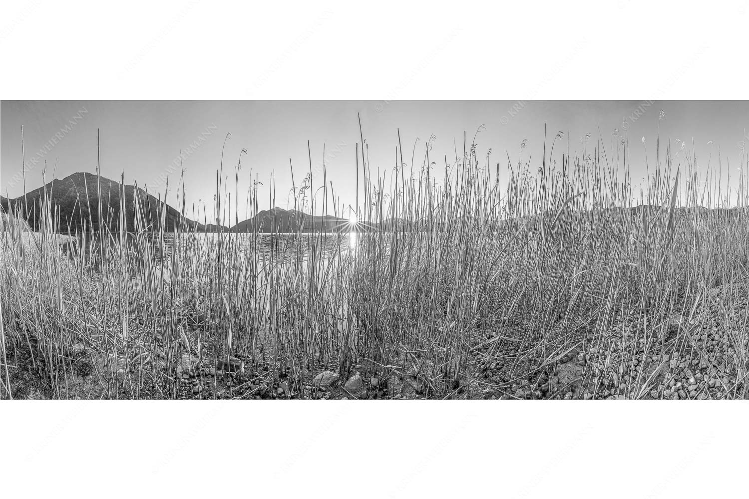 Walchenseeschilf – Seitenverhältnis 2,5:1 — Walchensee Sonnenaufgang Jochberg Schilfufer am Walchensee mit Sonnenaufgang am Jochberg