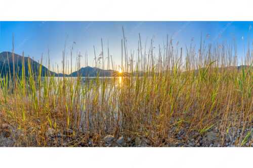 Schilfufer am Walchensee mit Sonnenaufgang am Jochberg - Walchenseeschilf - Seitenverhältnis 2:1 - Walchensee Sonnenaufgang Jochberg - weitere Infos unter https://www.kriner-weiermann.de