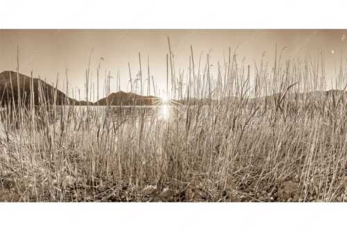 Schilfufer am Walchensee mit Sonnenaufgang am Jochberg - Walchenseeschilf - Seitenverhältnis 2:1 - Walchensee Sonnenaufgang Jochberg - weitere Infos unter https://www.kriner-weiermann.de