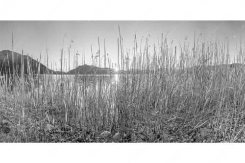 Schilfufer am Walchensee mit Sonnenaufgang am Jochberg - Walchenseeschilf - Seitenverhältnis 2:1 - Walchensee Sonnenaufgang Jochberg - weitere Infos unter https://www.kriner-weiermann.de