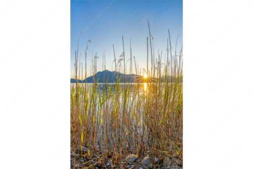 Schilfufer am Walchensee mit Sonnenaufgang am Jochberg - Walchenseeschilf - Seitenverhältnis 2:3 - Walchensee Sonnenaufgang Jochberg - weitere Infos unter https://www.kriner-weiermann.de