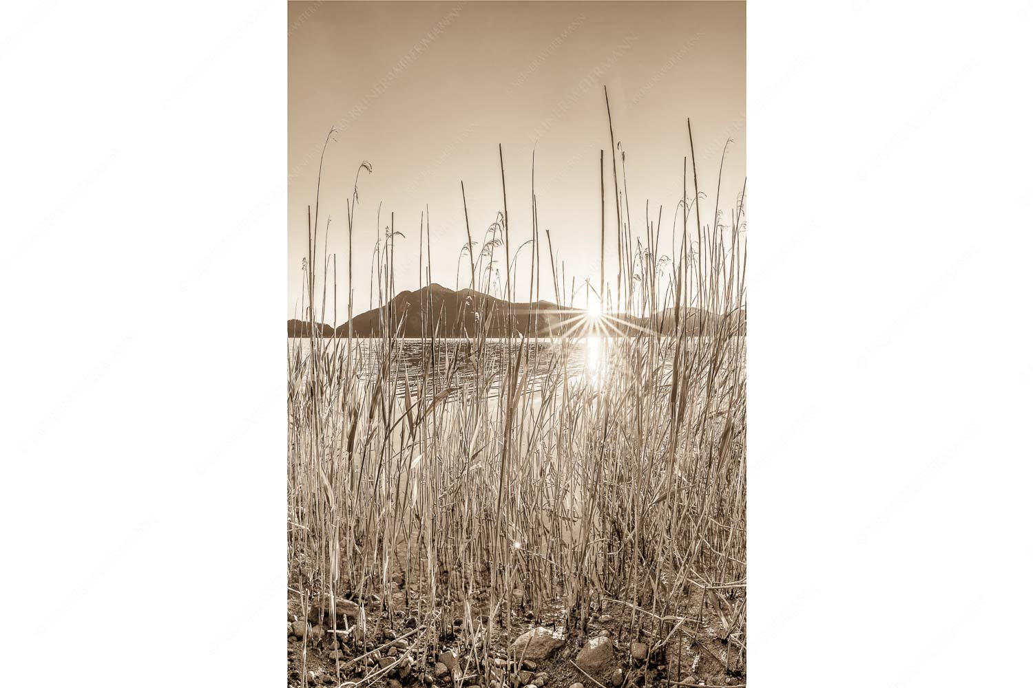 Walchenseeschilf – Seitenverhältnis 2:3 — Walchensee Sonnenaufgang Jochberg Schilfufer am Walchensee mit Sonnenaufgang am Jochberg