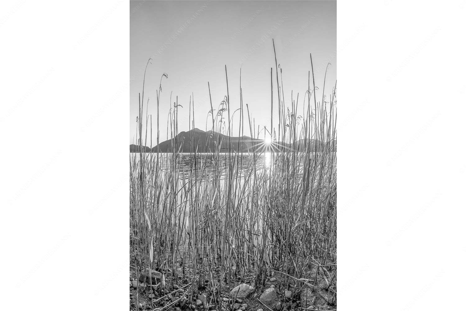 Walchenseeschilf – Seitenverhältnis 2:3 — Walchensee Sonnenaufgang Jochberg Schilfufer am Walchensee mit Sonnenaufgang am Jochberg