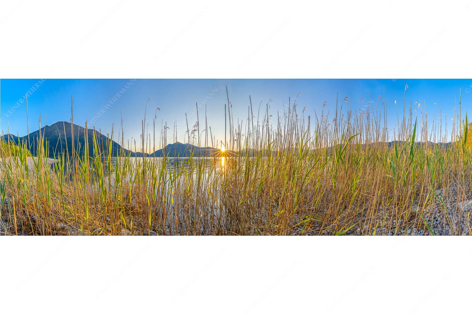 Walchenseeschilf – Seitenverhältnis 3:1 — Walchensee Sonnenaufgang Jochberg Schilfufer am Walchensee mit Sonnenaufgang am Jochberg