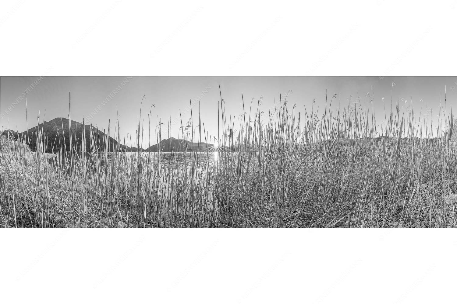 Walchenseeschilf – Seitenverhältnis 3:1 — Walchensee Sonnenaufgang Jochberg Schilfufer am Walchensee mit Sonnenaufgang am Jochberg