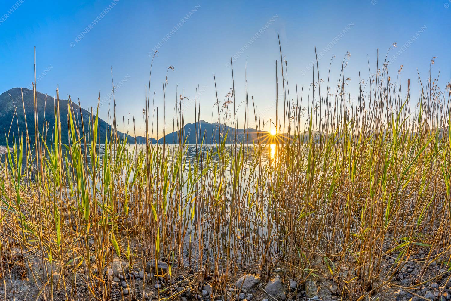 Walchenseeschilf – Seitenverhältnis 3:2 — Walchensee Sonnenaufgang Jochberg Schilfufer am Walchensee mit Sonnenaufgang am Jochberg