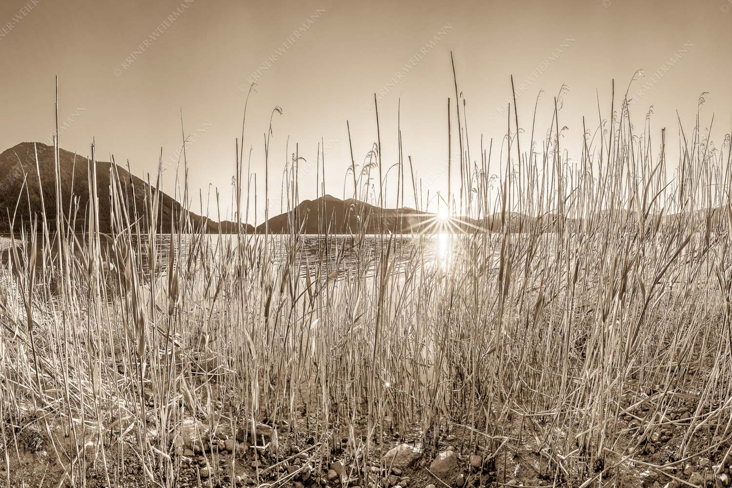Walchenseeschilf – Seitenverhältnis 3:2 — Walchensee Sonnenaufgang Jochberg Schilfufer am Walchensee mit Sonnenaufgang am Jochberg