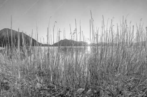 Schilfufer am Walchensee mit Sonnenaufgang am Jochberg - Walchenseeschilf - Seitenverhältnis 3:2 - Walchensee Sonnenaufgang Jochberg - weitere Infos unter https://www.kriner-weiermann.de