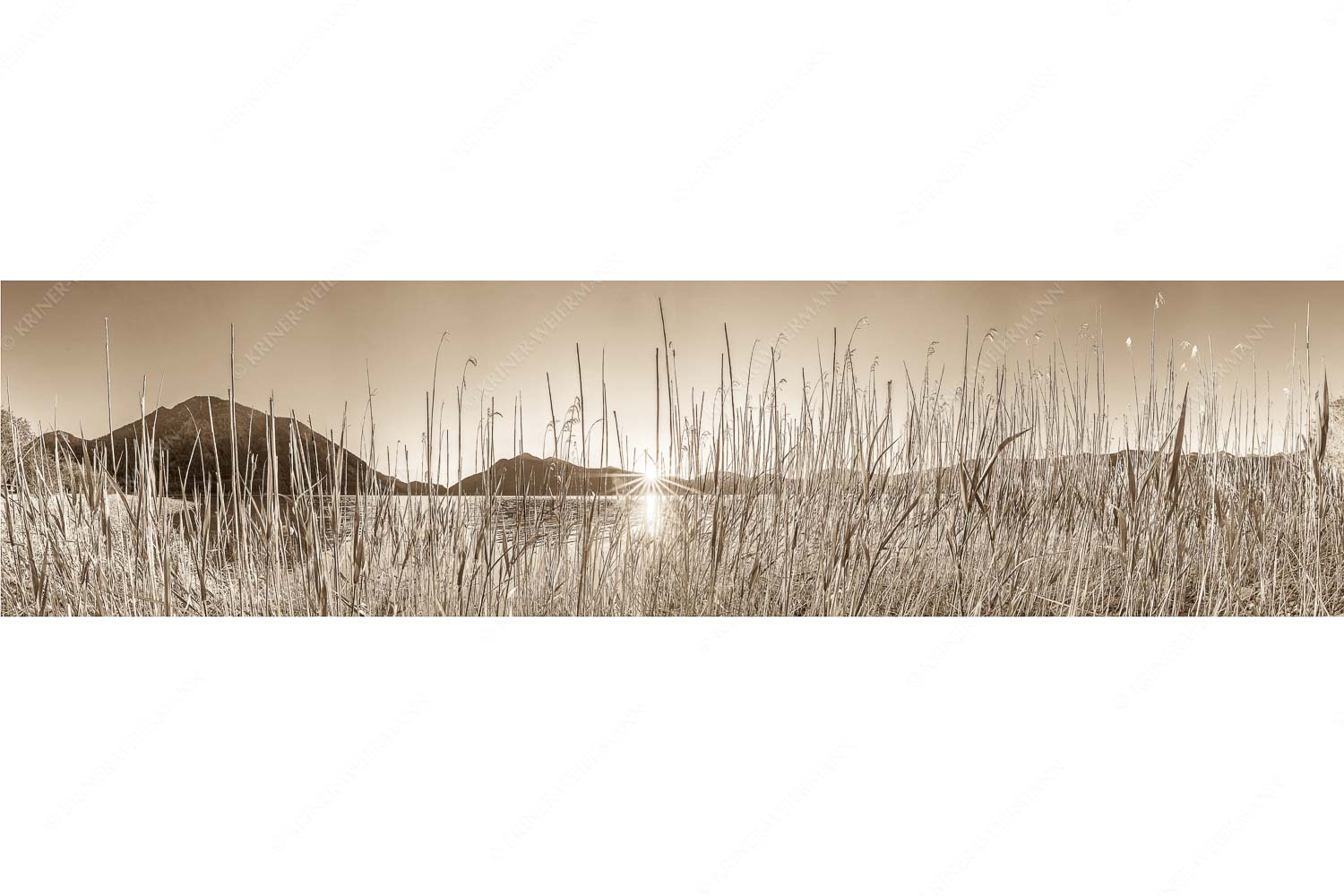 Walchenseeschilf – Seitenverhältnis 4:1 — Walchensee Sonnenaufgang Jochberg Schilfufer am Walchensee mit Sonnenaufgang am Jochberg