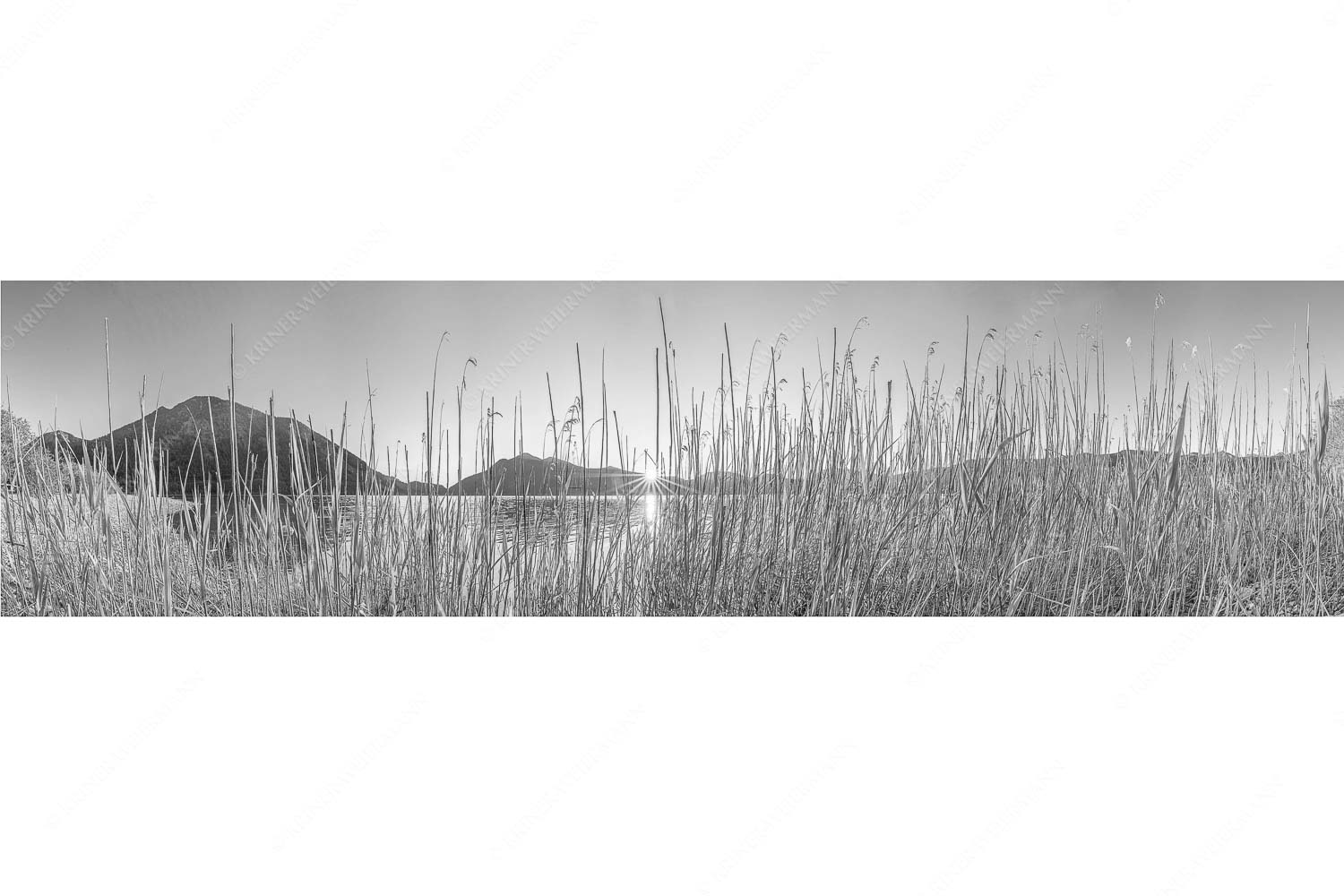 Walchenseeschilf – Seitenverhältnis 4:1 — Walchensee Sonnenaufgang Jochberg Schilfufer am Walchensee mit Sonnenaufgang am Jochberg