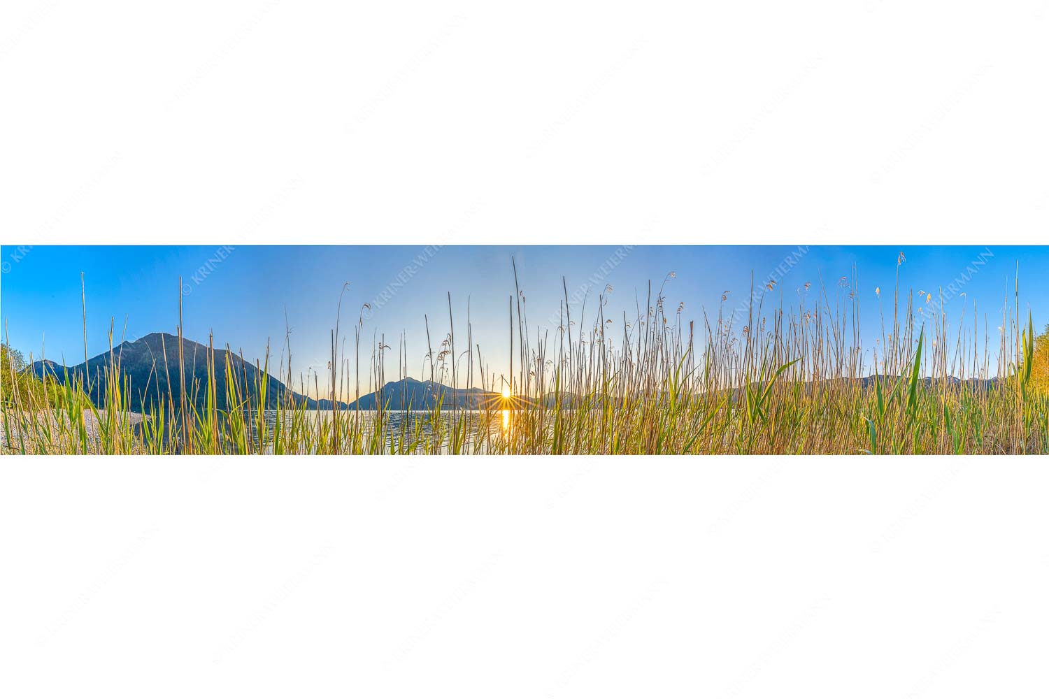 Schilfufer am Walchensee mit Sonnenaufgang am Jochberg - Walchenseeschilf - Seitenverhältnis 5:1 - Walchensee Sonnenaufgang Jochberg - weitere Infos unter https://www.kriner-weiermann.de