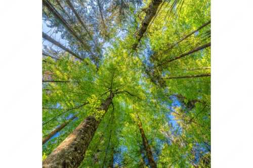 Blick auf ein Buchenblätterdach am Rindberg im Estergebirge - Waldhimmel - Seitenverhältnis 1:1 - Laubdach - weitere Infos unter https://www.kriner-weiermann.de