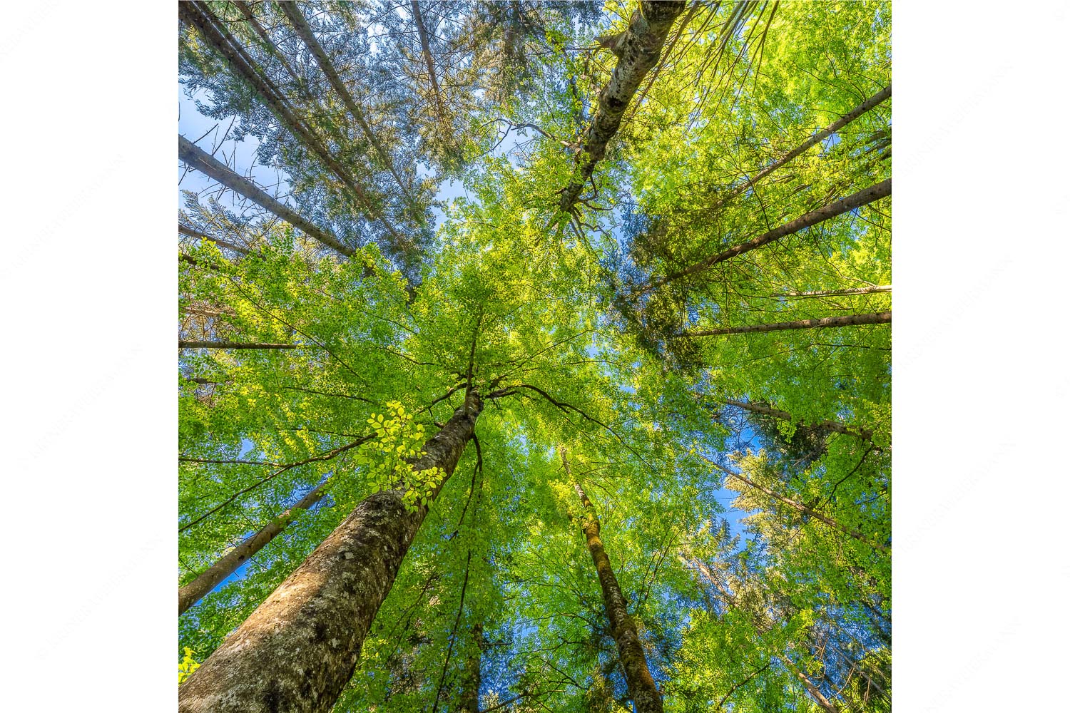 Blick auf ein Buchenblätterdach am Rindberg im Estergebirge