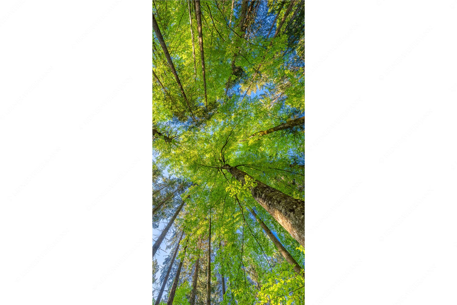Blick auf ein Buchenblätterdach am Rindberg im Estergebirge - Waldhimmel - Seitenverhältnis 1:2 - Laubdach - weitere Infos unter https://www.kriner-weiermann.de
